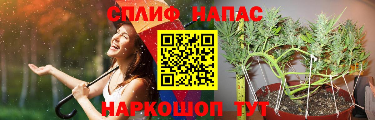 Каннабис сатива Озёры
